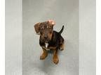 Labrottie DOG FOR ADOPTION RGADN-1236965 - RIP - Rottweiler / Labrador Retriever