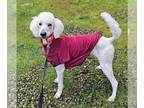 Poodle (Standard) DOG FOR ADOPTION RGADN-1236972 - JULIET - Loving affectionate