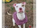 American Pit Bull Terrier DOG FOR ADOPTION RGADN-1236983 - Kirby - Pit Bull