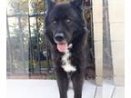 Alaskan Malamute-Huskies Mix DOG FOR ADOPTION RGADN-1236986 - GUS-affectionate
