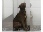 Labrador Retriever DOG FOR ADOPTION RGADN-1236989 - *SHAYSHAY - Labrador