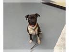 Boxer DOG FOR ADOPTION RGADN-1236996 - IVY - Boxer (medium coat) Dog For