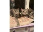 Adopt Possum and Misty a Domestic Short Hair