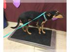 Doberman Pinscher Mix DOG FOR ADOPTION RGADN-1237031 - Dog - Doberman Pinscher /