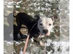 American Pit Bull Terrier Mix DOG FOR ADOPTION RGADN-1237037 - PEAR - Pit Bull