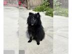Pomeranian DOG FOR ADOPTION RGADN-1237046 - Linus - Pomeranian Dog For Adoption