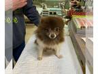 Pomeranian DOG FOR ADOPTION RGADN-1237054 - Fannie (NOT YET AVAILABLE) -
