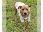 Doberman Pinscher-Staffordshire Bull Terrier Mix DOG FOR ADOPTION RGADN-1237055