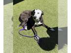Australian Cattle Dog Mix DOG FOR ADOPTION RGADN-1237063 - SAMMY - Queensland