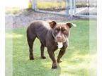 American French Bull Terrier DOG FOR ADOPTION RGADN-1237069 - *BON BON - French