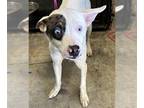 Mix DOG FOR ADOPTION RGADN-1237077 - A618668 - Toy Fox Terrier (short coat)