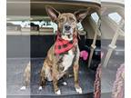 Dutch Shepherd Mix DOG FOR ADOPTION RGADN-1237103 - Hazel - Dutch Shepherd /