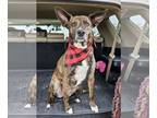 Dutch Shepherd Mix DOG FOR ADOPTION RGADN-1237106 - Hazel - Dutch Shepherd /