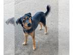 Australian Shepherd Mix DOG FOR ADOPTION RGADN-1237115 - CYBIL - Active smart