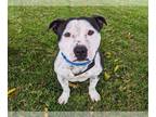 Staffordshire Bull Terrier DOG FOR ADOPTION RGADN-1237127 - CAPTAIN -