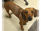 Chiweenie DOG FOR ADOPTION RGADN-1237129 - Bailey - Bonded With Diego - Pasadena