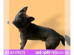 Akita-German Shepherd Dog Mix DOG FOR ADOPTION RGADN-1237142 - KRATOS - Akita /