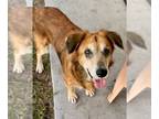 Golden Retriever Mix DOG FOR ADOPTION RGADN-1237147 - Ruby - Golden Retriever /