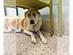 Pyrenees Husky DOG FOR ADOPTION RGADN-1237165 - ECHO - Great Pyrenees / Siberian