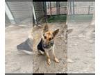 German Shepherd Dog DOG FOR ADOPTION RGADN-1237180 - Amber - German Shepherd Dog