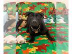 Mastador DOG FOR ADOPTION RGADN-1237185 - Meatball - Foster or Adopt Me!