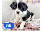 Border Collie Mix DOG FOR ADOPTION RGADN-1237210 - Seis - Border Collie / Cattle