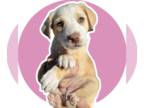 Labrador Retriever Mix DOG FOR ADOPTION RGADN-1237213 - MADDIE - Labrador