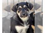 Labrador Retriever Mix DOG FOR ADOPTION RGADN-1237235 - Jodee - Labrador