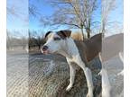 American Pit Bull Terrier Mix DOG FOR ADOPTION RGADN-1237254 - Dunn - Pit Bull