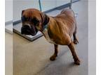 Boxer DOG FOR ADOPTION RGADN-1237266 - Gemma - Boxer Dog For Adoption