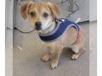 Beagle Mix DOG FOR ADOPTION RGADN-1237273 - Stuart - Beagle / Mixed Dog For