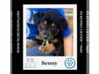 Australian Shepherd Mix DOG FOR ADOPTION RGADN-1237283 - Benny (Little