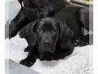 Great Dane DOG FOR ADOPTION RGADN-1237303 - Baer - Great Dane Dog For Adoption
