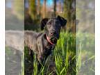 Great Dane DOG FOR ADOPTION RGADN-1237304 - Ozzie - Great Dane Dog For Adoption