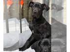 Great Dane DOG FOR ADOPTION RGADN-1237305 - Thor - Great Dane Dog For Adoption