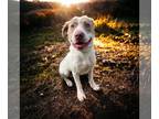 American Pit Bull Terrier Mix DOG FOR ADOPTION RGADN-1237308 - DA 22 Harpy - Pit