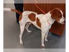 Redbone Coonhound DOG FOR ADOPTION RGADN-1237309 - DA 44 Wishbone - Redbone