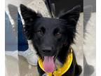 Border Collie Mix DOG FOR ADOPTION RGADN-1237310 - Etty *Adopt or Foster * -