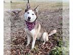 Huskies Mix DOG FOR ADOPTION RGADN-1237313 - Draco - Husky / Mixed (short coat)