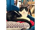 Adopt Sadie Sue a Domestic Short Hair