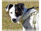 Parson Russell Terrier-Pointer Mix DOG FOR ADOPTION RGADN-1237329 - Domino -