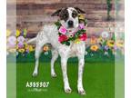 Catahoula Leopard Dog Mix DOG FOR ADOPTION RGADN-1237350 - CAMILLA - Catahoula