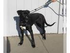 Boxador DOG FOR ADOPTION RGADN-1237352 - BECKI WITH AN I - Labrador Retriever /