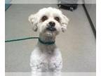 Poodle (Toy) Mix DOG FOR ADOPTION RGADN-1237364 - BRUNO - Poodle (Toy) / Mixed