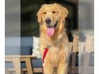 Golden Retriever DOG FOR ADOPTION RGADN-1237378 - Sky - Golden Retriever (long