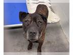 Plott Hound Mix DOG FOR ADOPTION RGADN-1237381 - GERALD - Plott Hound / Mixed