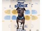 American Pit Bull Terrier Mix DOG FOR ADOPTION RGADN-1237397 - Bianca - American