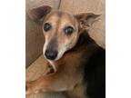 Adopt Sadie - Simi Valley a Dachshund, Corgi