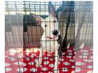 American Staffordshire Terrier-Bull Terrier Mix DOG FOR ADOPTION RGADN-1237423 -