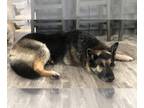 German Shepherd Dog Mix DOG FOR ADOPTION RGADN-1237424 - Kizzie - German